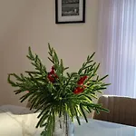 Pine Nest